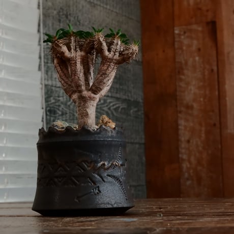 ユーフォルビア ギラウミニアナ［No.58］  ×   根本峻吾 作 S.N POT type.cylinder「  刻印 - kokuin - 」3号 植木鉢 笠間焼