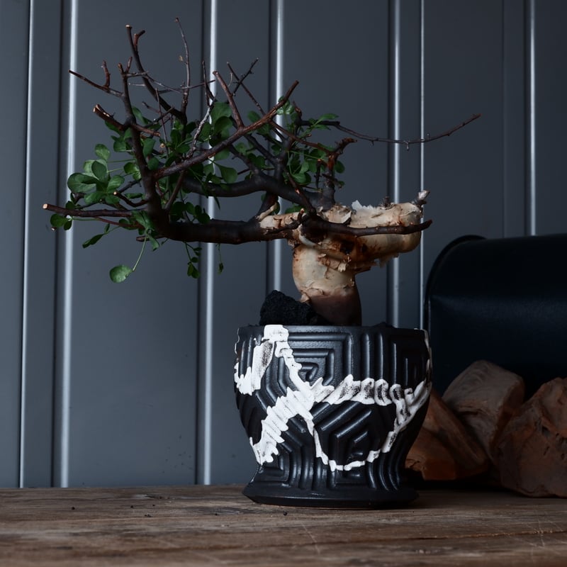 コミフォラ カタフ ピュア ソマリア 小野瀬一dip pot植え込み