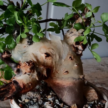 コミフォラ カタフ ピュア［No.04］  × 杉山悠 作 φ13cm 植木鉢 笠間焼