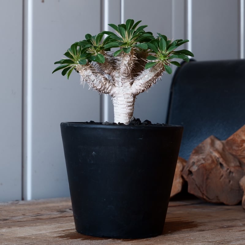 【最終値下げ】ユーフォルビア　ギラウミニアナ5株セット 最終値下げ】ユーフォルビア ギラウミニアナ5株セット 最終値下げ