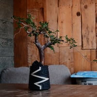 コミフォラ モンストローサ［No.35］  ×  根本峻吾 作 S.N POT type.tall「雷電」3号 植木鉢 笠間焼