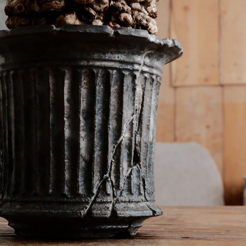 オペルクリカリア パキプス φ9.5cm［No.2］ × 小野瀬一 作 3号鉢