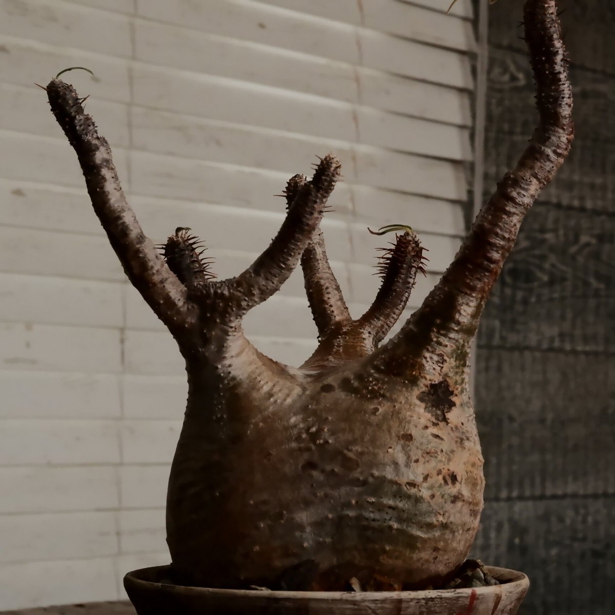 沼野秀章 / 刻ム音 / 5号 新品未使用 アガベ グラキリス 沼野秀章 / 刻