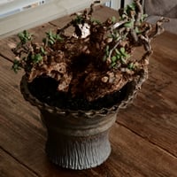《 size XL》ケラリア ピグマエア［No.20］  ×  磯部祐介 作「 鶏冠 -tosaka - 金剛 」5号 植木鉢 笠間焼