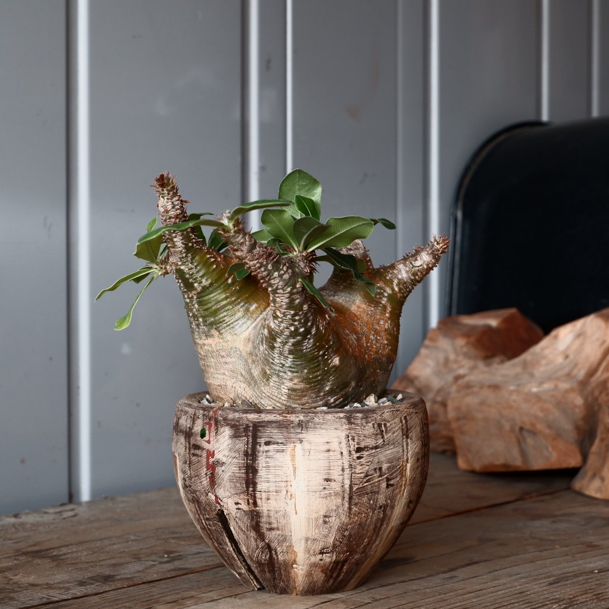 塊根植物 　魔界玉　作家鉢付き 約10cm 中株 マカイエンセ φ10cm - 魔界玉 - 輸入株［No.19］ × 沼野秀章 作品