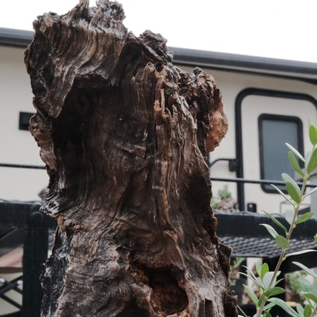 Old Olive 古木オリーブ［No.03］× 10号浅鉢(φ30cm)