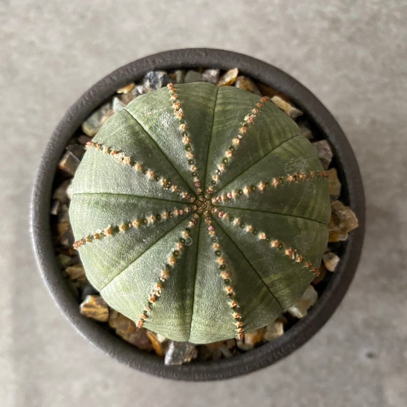 EU輸入 ユーフォルビア オベサ No.06 × 円 - en - 