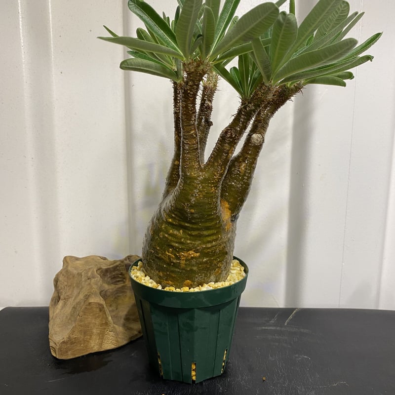 太枝のマッチョ【グラキリス 中ぶり 発根済 2020年8月輸入 現地