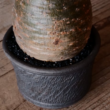 グラキリス φ8cm - 象牙宮 -［No.51］  ×    與那嶺大輔 作 「琉球飛び鉋」3号 植木鉢