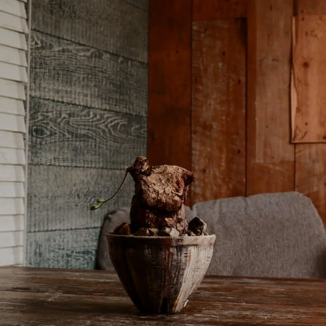 CATEGORY ペラルゴニウム - Pelargonium - | Botanical Holic