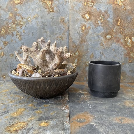 Madagascar Rock Garden - Yellow -［ No.4 ］