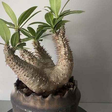 発根済 マカイエンセ BM-06 × S.N.Pot "土管"- crown - 4号鉢 ［作家  "根本峻吾"］