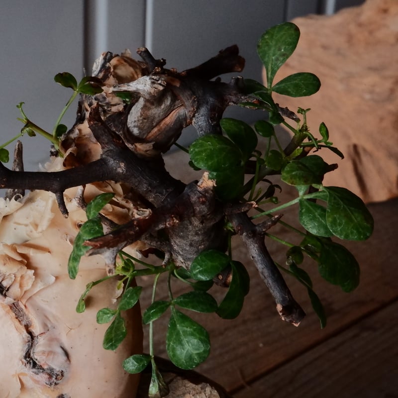 コミフォラ カタフ ピュア［No.09］ × 森田昌求 作【 Abstract Scratc