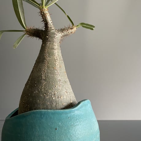恐竜 Gracilius  ×  Shell pot S「Turquoise blue」 - 笠間焼 - C94