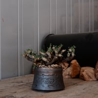 【大株 / w23cm】サルコカウロン ムルチフィズム［No.03］  ×   根本峻吾 作 S.N POT type.cylinder「 刻印  -kokuin- 」 4号 植木鉢