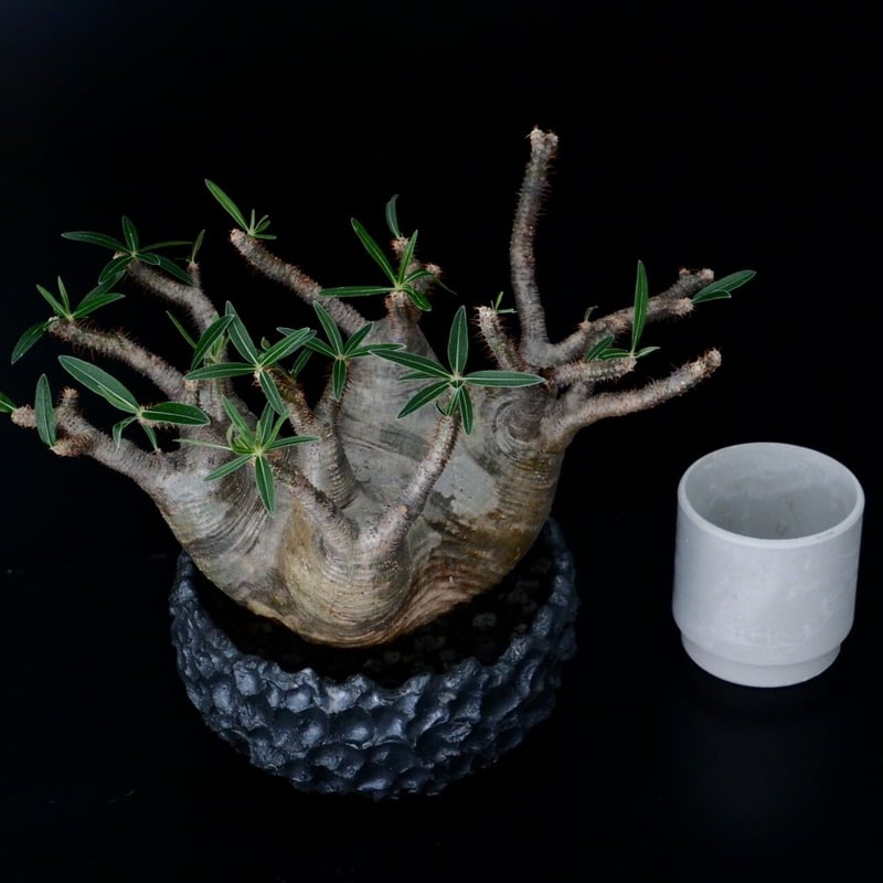 発根済 多頭 グラキリス - 象牙宮 - size XL ［No.16］ × 松野然 作