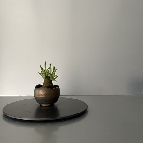 発根済  チレコドン ペアルソニー PE-02 × S.N.Pot "丸"- wave - 2号鉢 ［作家  "根本峻吾"］