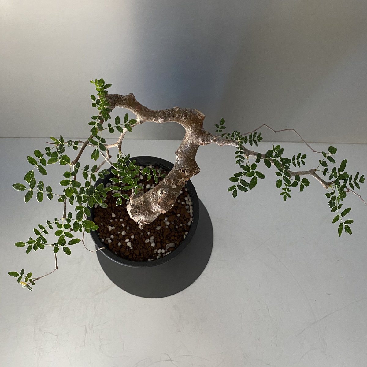 コミフォラ モンストローサ 発根済 現地株 MO-04 | Botanical Holic