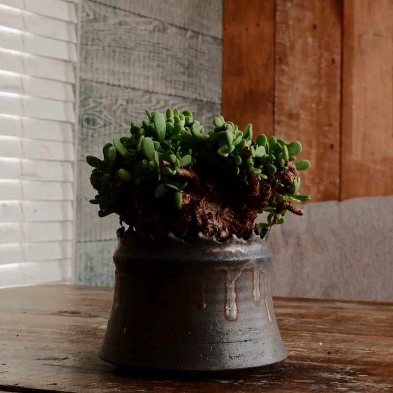 ケラリア ピグマエア［No.26］ × 根本峻吾 作 S.N POT type.cyli