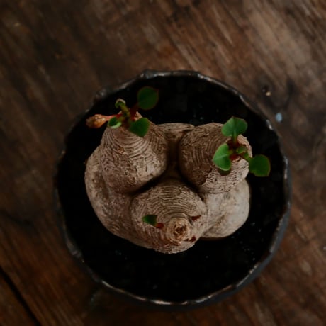 ユーフォルビア ラバティ S［No.54］  ×   根本峻吾 作 S.N POT type.slim「 鐡 - 黒焔 - 」3号 植木鉢 笠間焼