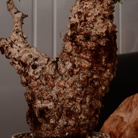 オペルクリカリア パキプス φ11cm［No.24］  × 杉山悠 作 4号 植木鉢 笠間焼