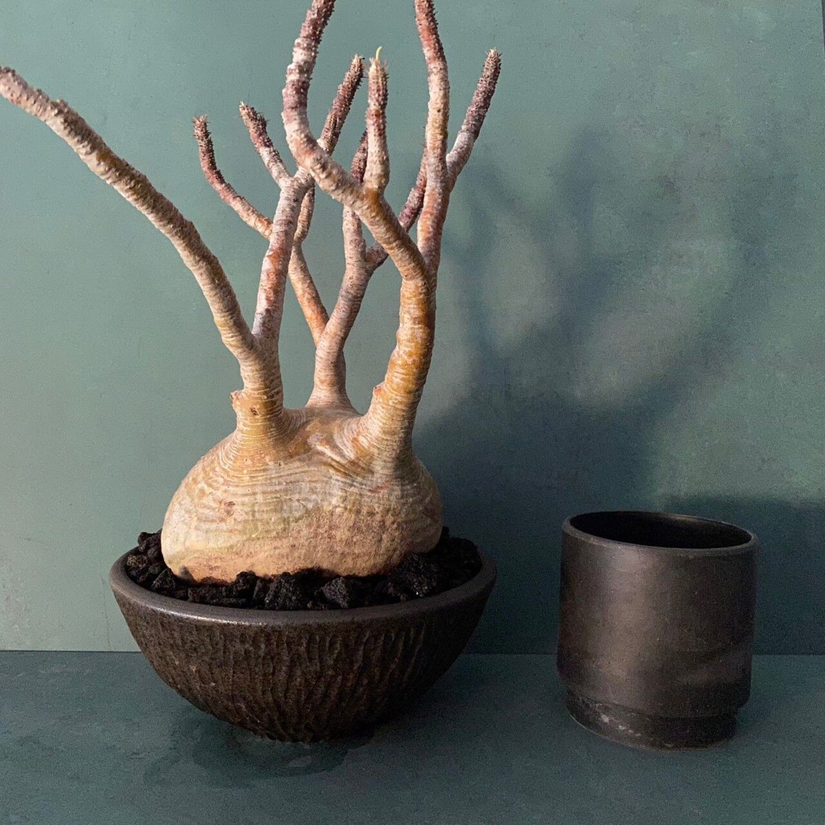 発根済 大サイズ グラキリス 23 ×【 ISOBE - BACHI 】