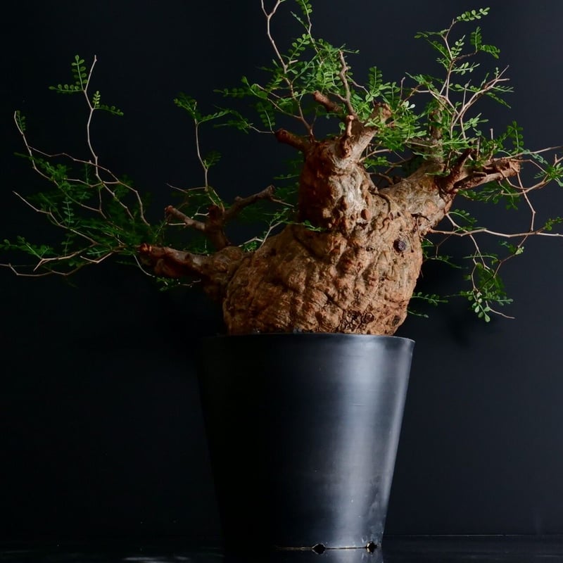 中型 塊根植物 黒鉢　パキプス 中型 塊根植物 黒鉢 パキプス 【植物 × 鉢 】オペルクリカリア