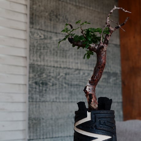 コミフォラ モンストローサ［No.37］  ×  根本峻吾 作 S.N POT type.tall「雷電」3号 植木鉢 笠間焼