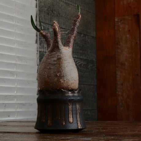 グラキリス - 象牙宮- ［No.167］  ×   根本峻吾 作 S.N POT type.cylinder「 黒焔 - kokuen - 」3号 植木鉢 笠間焼