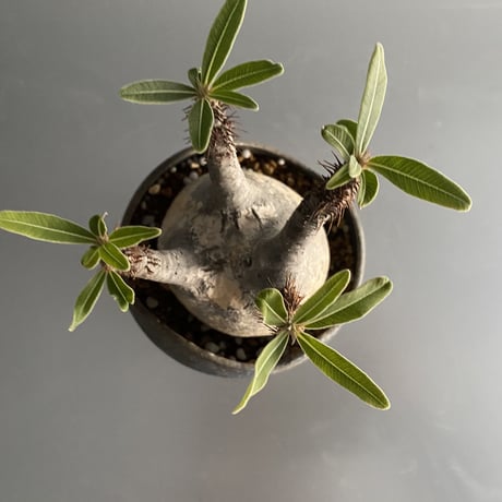 Gracilius × Shell Pot「Ibushi Gin」 - 笠間焼  - D16