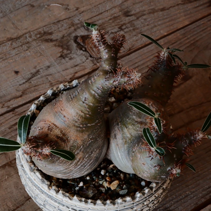 パキポディウム　グラキリス　象牙宮　多頭　三頭　トリプルヘッド　現地球 パキポディウム グラキリス 象牙宮 多頭 三頭 トリプルヘッド 現地球