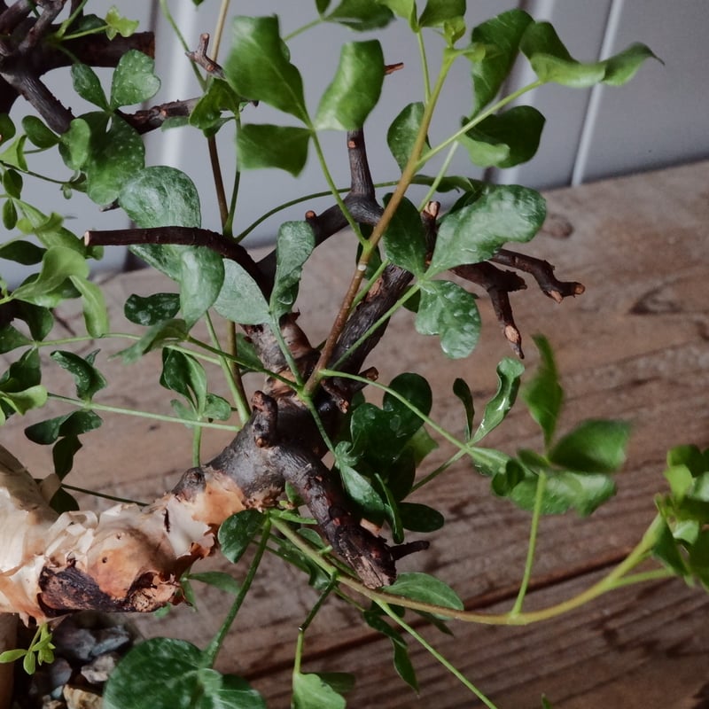 コレクション株】コミフォラカタフピュア コレクション株】コミフォ