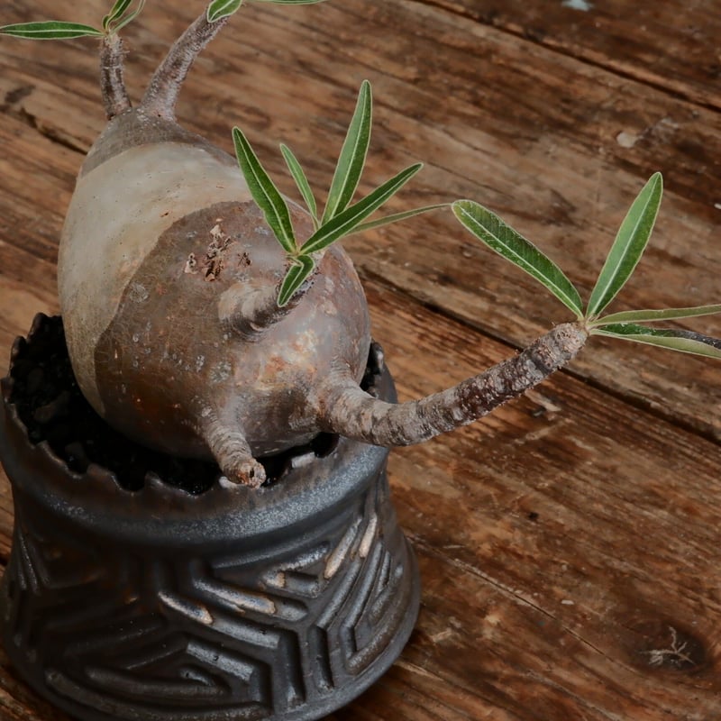 双頭グラキリス - 象牙宮- ［No.173］ × 根本峻吾 作 S.N POT typ