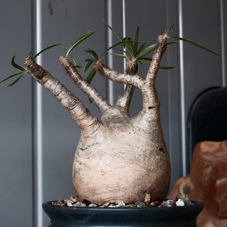 グラキリス φ8.5cm - 象牙宮-［No.56］× 森田昌求 作【 CLAW - BORDER - 】4号 植木鉢 笠間焼
