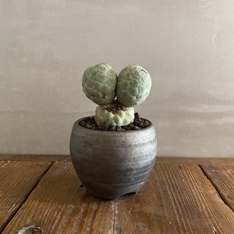 k*6様 テフロカクタス ゲオメトリクス 美株 特大 鉢ごと k*6