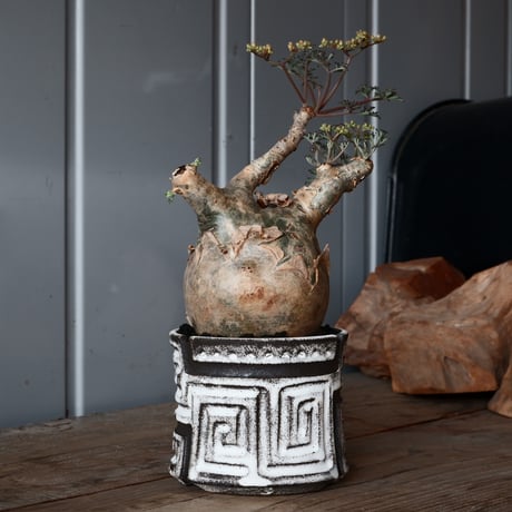 丸株 キフォステンマ ベティフォルメ ナローリーフ ソマリア産 輸入株［No.16］  × 根本峻吾 作品【 S.N POT「 覚醒 / 月光 ver. 」3号 】