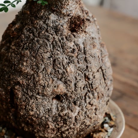 オペルクリカリア パキプス φ12cm［No.1］  ×   沼野秀章 作「 刻ム音 」4号 浅鉢 笠間焼
