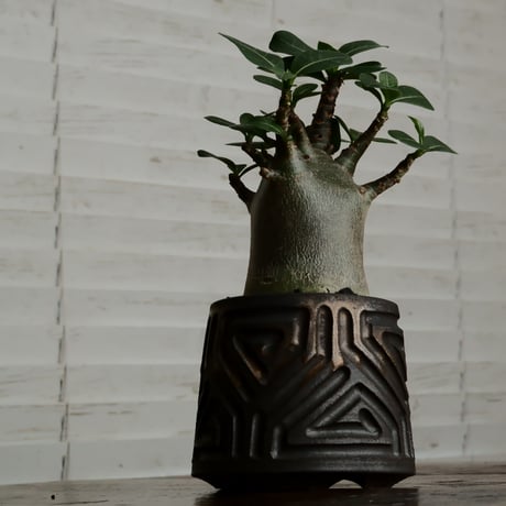 《人型》アデニウム アラビカム " ドワーフ " φ6.5cm［No.6］  ×  根本峻吾 作 S.N POT type.normal「 鐡 - kurogane - 」 3号  笠間焼
