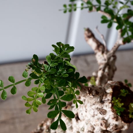 オペルクリカリア パキプス φ 11cm［No.05］  × 根本峻吾 作 S.N POT type.cylinder「 月光ノ爪牙」4.5号 植木鉢 笠間焼