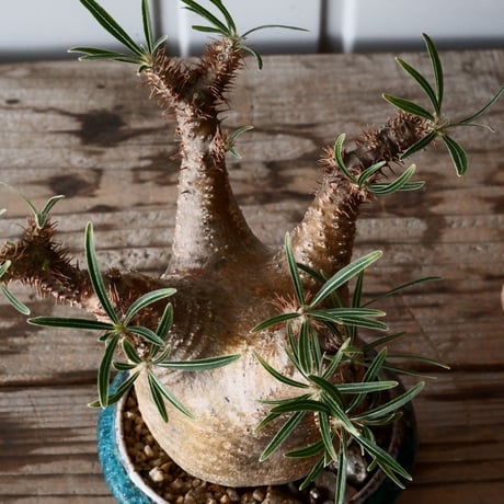 グラキリス φ7.5cm - 象牙宮 -［No.54］  × 磯部祐介 作「 彩 - sai - 」3号 植木鉢 笠間焼