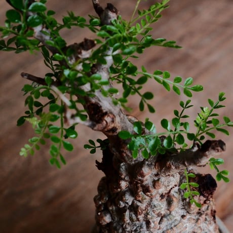 オペルクリカリア パキプス φ8cm［No.27］  ×  杉山悠 作 3号 植木鉢 笠間焼