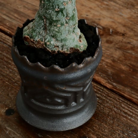 アデニア クリスタルグリーン［No.55］  ×   根本峻吾 作 S.N POT type.slim「 鐡 - 黒焔 - 」3号 植木鉢 笠間焼