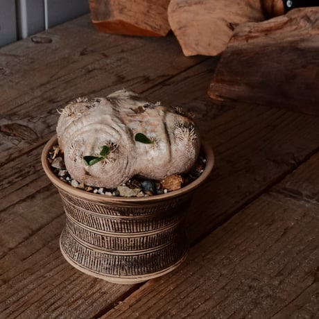 恵比寿笑い　実生　超まん丸　超扁平　コレクション株　縮れ葉　ブレビカウレ 恵比寿笑い 実生 超まん丸 超扁平 コレクション株 縮れ葉