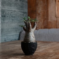 マカイエンセ S- 魔界玉 -［No.172］  ×   沼野秀章 作「 black wrap 」2.5号 植木鉢 笠間焼