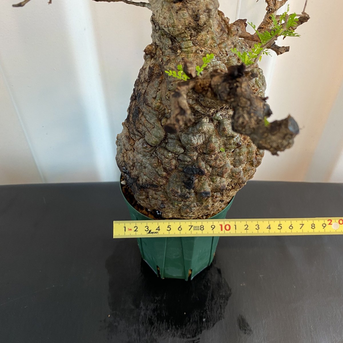新鮮 良株 発根済 オペルクリカリア パキプス BH-P02 新鮮 良株 発根済 オペルクリカリア パキプス BH-P02