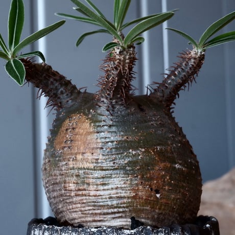 グラキリス φ8.5cm - 象牙宮-［No.27］× 根本峻吾 作 S.N POT type.round「 爪牙 -堕天白- 」3号鉢 笠間焼