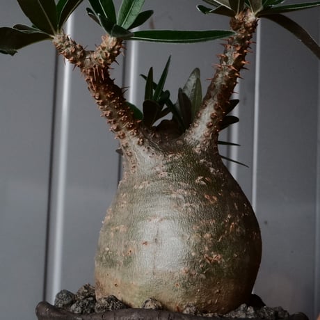 グラキリス φ7.5cm - 象牙宮 - ［No.65］  ×   沼野秀章 作「 black wrap 」3号 植木鉢 笠間焼