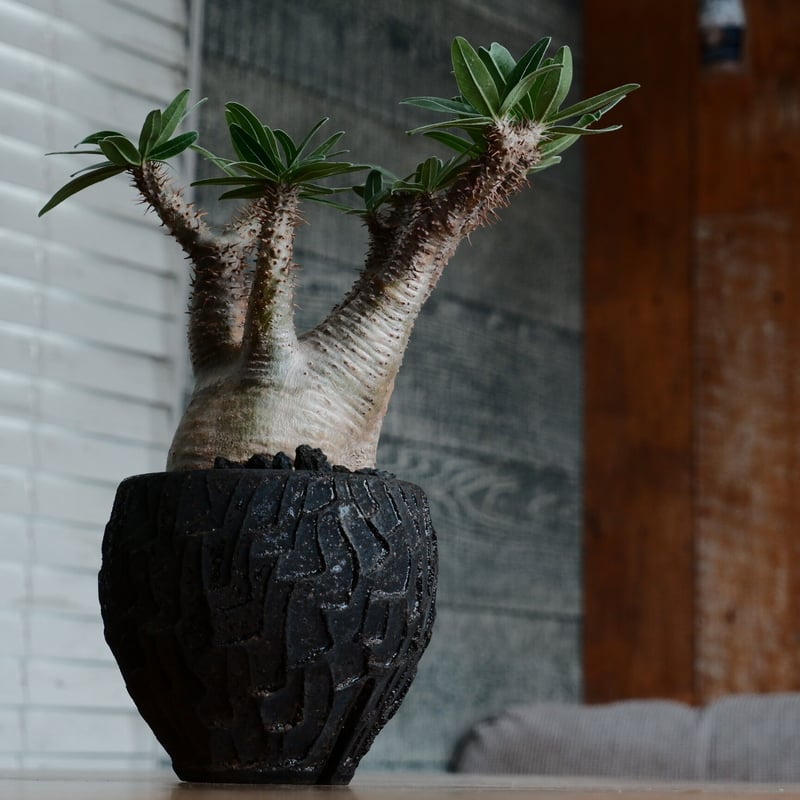 パキポディウム グラキリス現地球発根後1年経過（鉢 沼野秀章） 【公式