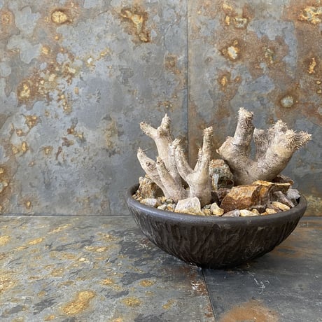 Madagascar Rock Garden - Yellow -［ No.4 ］