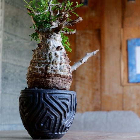 緑肌 オペルクリカリア パキプス［No.16］  ×  根本峻吾 作 S.N POT type.round「 鐡 - kurogane - 」4号 植木鉢